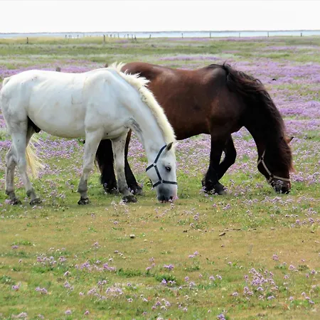 Haus Delft St Pardan